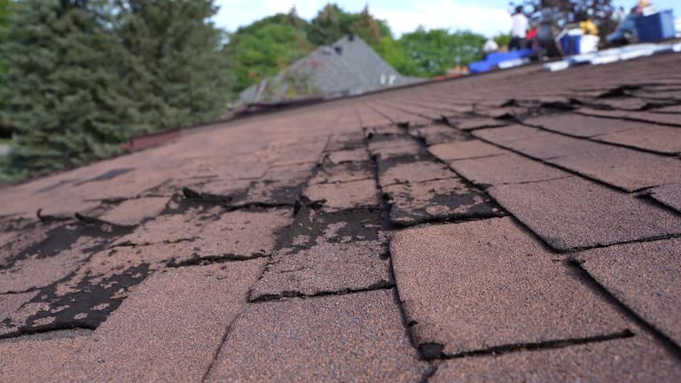 Best Roof Moss and Algae Removal  in Chesapeake, WV
